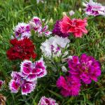 Fleurs - Œillet de Chine Double Vilmorin Varié - face recto